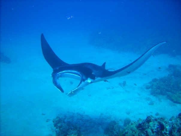big island diving manta rays big island diving manta rays