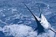 Boom Boom Fishing