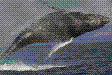 North Shore Catamaran Whale Watching 2 1/2 Hours
