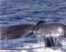 Hawaii Oahu Whale Watching Tours