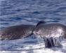 Oahu Whale Watch Cruise