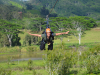  Kauai Zipline