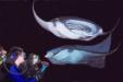 Manta Ray Night Diving