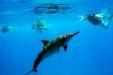 Oahu Swim with Wild Dolphins